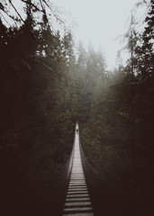 suspension bridge in forest