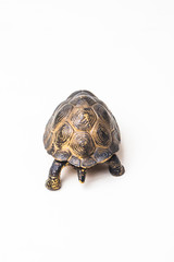 turtle on white background