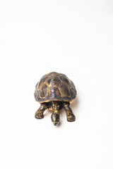 turtle on white background