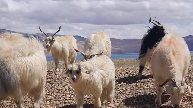 Herd of sheeps and Changthangi or Kashmir Pashmina goats eating herbs against beautiful Himalaya mountains near Tso Moriri lake. Gorgeous domestic animals grazing at Himalayan highlands. Ladakh, India