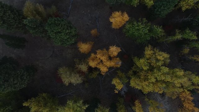 Aerial video above colorful fall trees