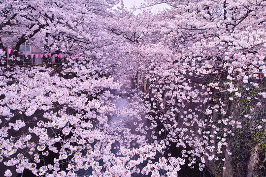春の目黒川桜まつり

