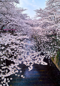 春の目黒川桜まつり

