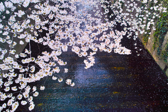 春の目黒川桜まつり

