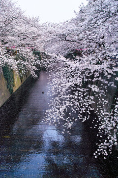 春の目黒川桜まつり

