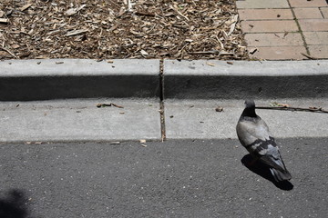 Pigeon