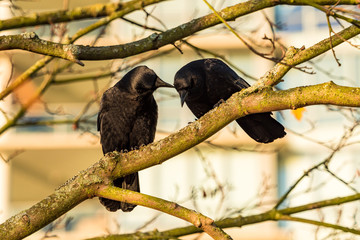 one crow cleaning the feather for another on the tree branch under the morning sun