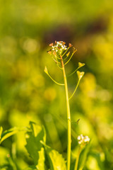 thin branch with tiny flowers on the tip with creamy green background under the sun