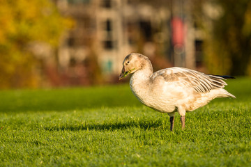 one snow goose eating on the fresh green grass field under the morning sun in the park