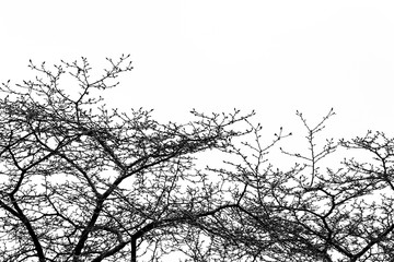 black and white texture of tree branches under the bright sky