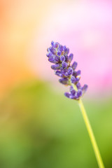 single purple lavender flower on the branch with blurry background