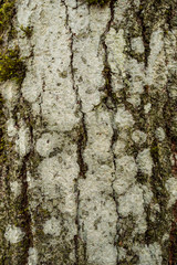 rough tree bark surface texture
