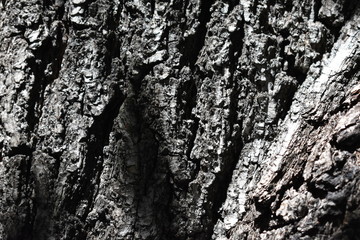 Fototapeta na wymiar tree bark texture