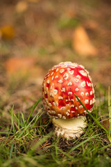 small red mushroom on the grassy ground on an autumn morning