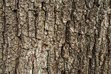 rough tree bark surface texture