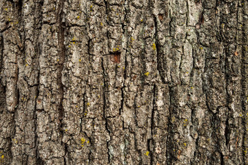 rough tree bark surface texture
