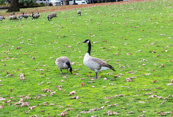  beautiful Canada Geese of a flock living in a park