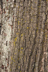 rough tree bark surface texture