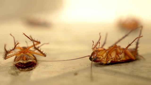close up huge cockroach dead on the floor outside