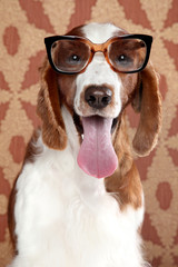 Happy Springer Spaniel in glasses