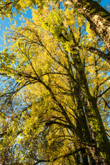 green mosses covered tree trunks with beautiful golden leaves covering the top under the blue sky on a sunny morning