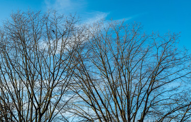 dense leafless tree branches under blue sky in the morning