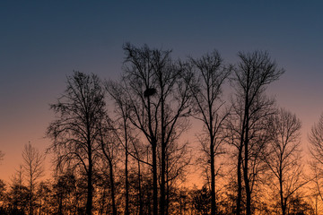Fototapeta premium sunrise behind leafless trees under dark blue sky with orange glow from the horizon