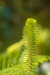 close up of a pine needle filled branch with green background