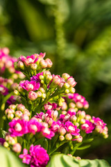 Obraz premium bunch of small pink flowers with green background