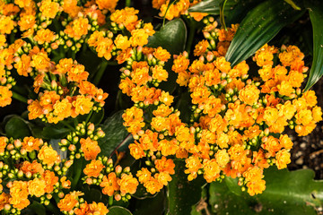 bunch of small orange flowers on the ground in the shade
