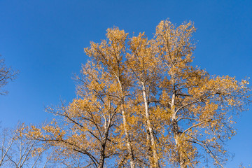 golden leaves on the top of the tall trees in the forest under the blue sky