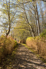 trail inside forest with sunlight hitting the ground through the foliage on an autumn morning
