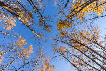 golden leaves on the top of the tall trees in the forest under the blue sky