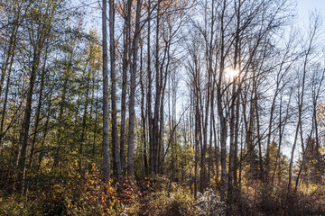 sun shining behind forest with leafless trees in a cold morning