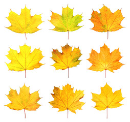 Set with autumn leaves on white background. Fall foliage