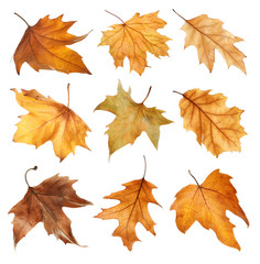 Set with autumn leaves on white background. Fall foliage