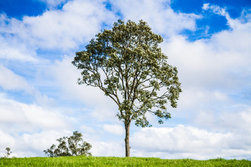 Fototapeta premium PARQUE PEDRA AZUL DOMINGOS MARTINS