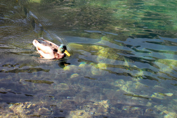 Duck in the water