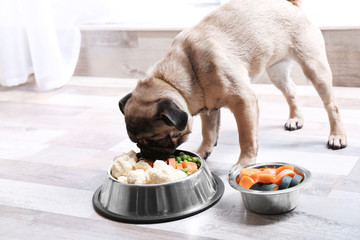 Cute little pug eating organic food from bowl at home