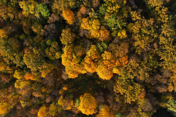 Aerial view of bright autumn forest as background