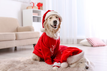 Cute dogs in warm sweaters and Christmas hats on floor at home