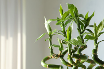 Fototapeta premium Green bamboo plant on blurred background, closeup. Space for text