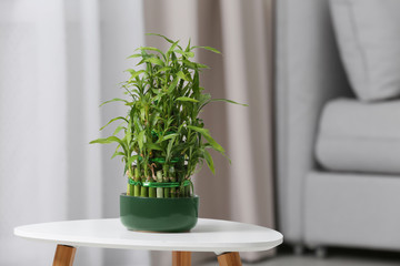 Pot with green bamboo on table in living room. Space for text