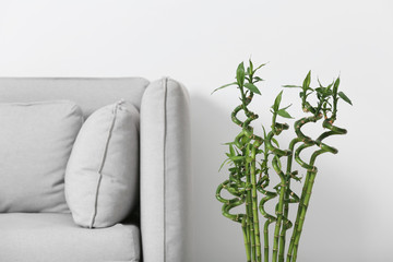Green bamboo near sofa against light background