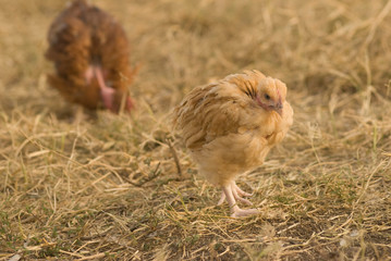 pollos  