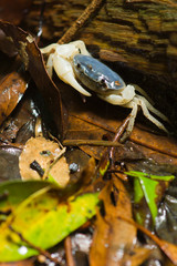 YAKUSHIMA　サワガニ