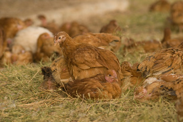 pollos  