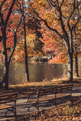 Bench in park in fall, autumn