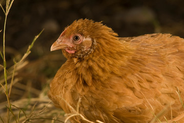 pollos  