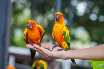 Macaw beautiful color eat on hand